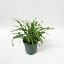 4" Lemon Button Fern