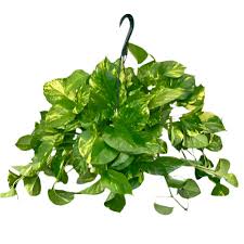 6" Pothos Pot