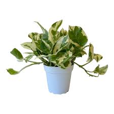 Pothos 'N'Joy'