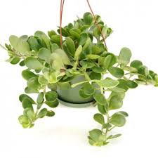 6" Senecio Jacobsenii HB (Creeping Jade)