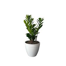 6" ZZ Plant Premium