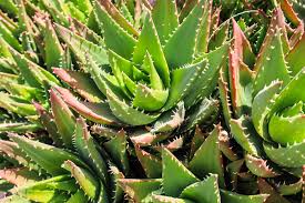 2.5" Aloe Premium