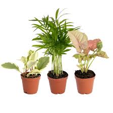 3" Foliage Assorted
