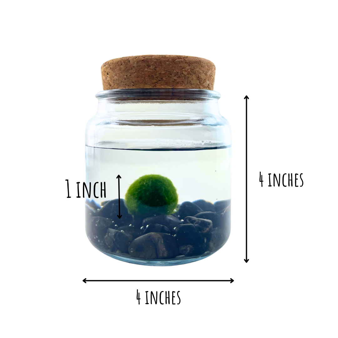 Large Marimo Marimo Moss Ball Terrarium with Obsidian Stones