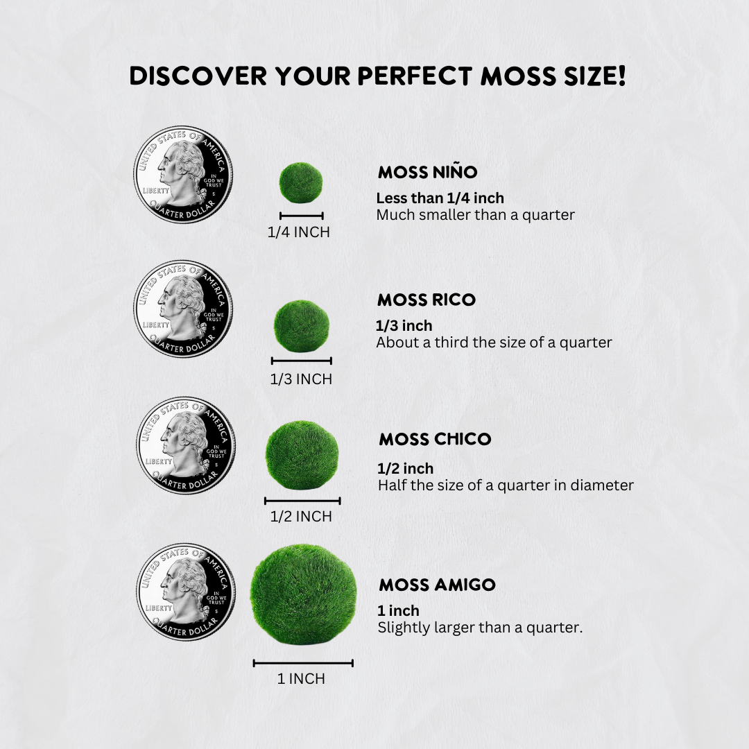 Large Marimo Marimo Moss Ball Terrarium with Obsidian Stones