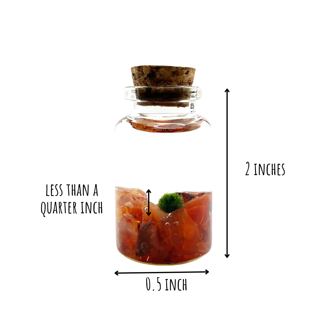 Tiny Marimo Moss Ball Terrarium with Carnelian Gemstones: Single