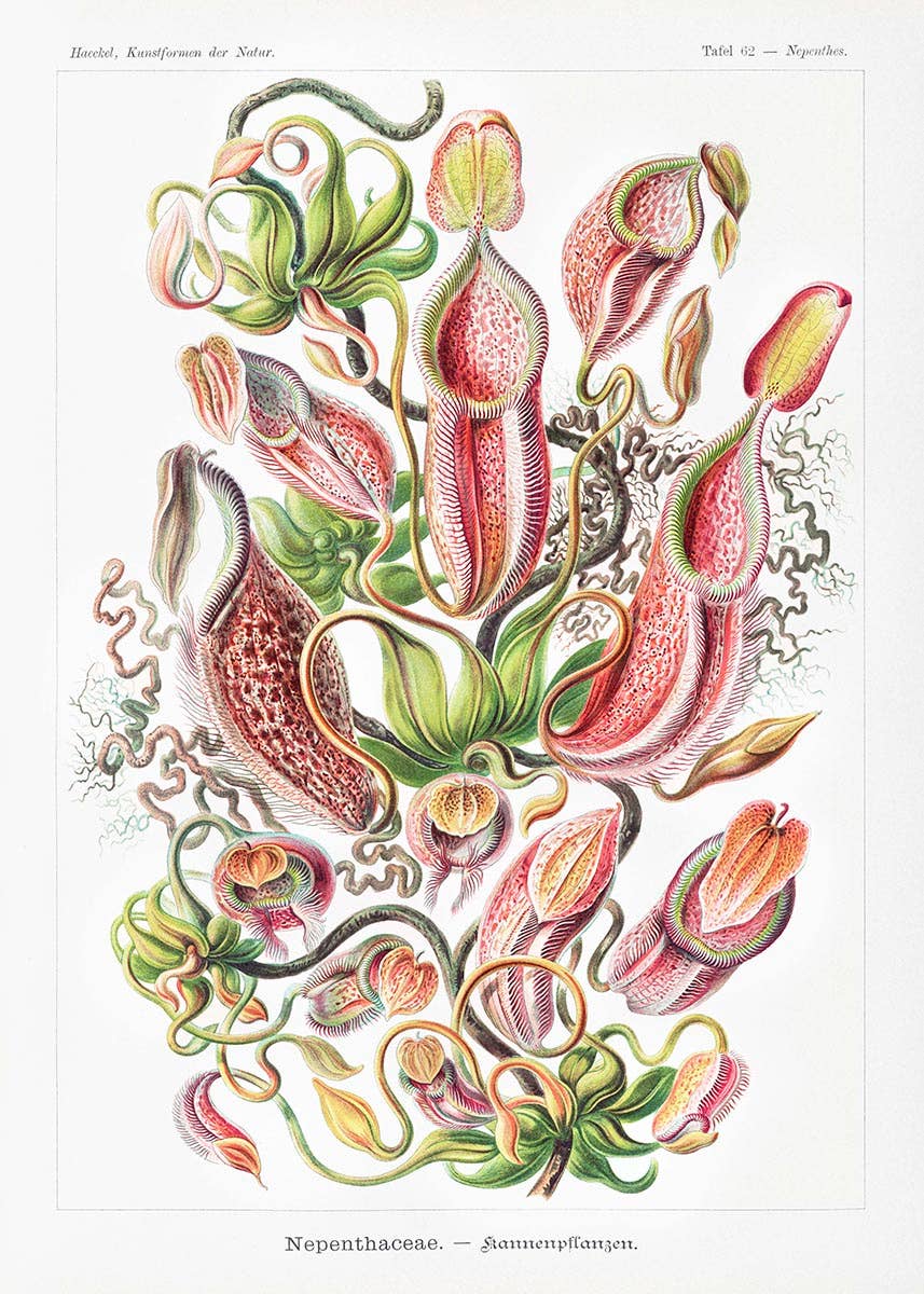 Nepenthaceae by Ernst Haeckel: 8x10 Inches