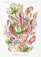 Nepenthaceae by Ernst Haeckel: 8x10 Inches