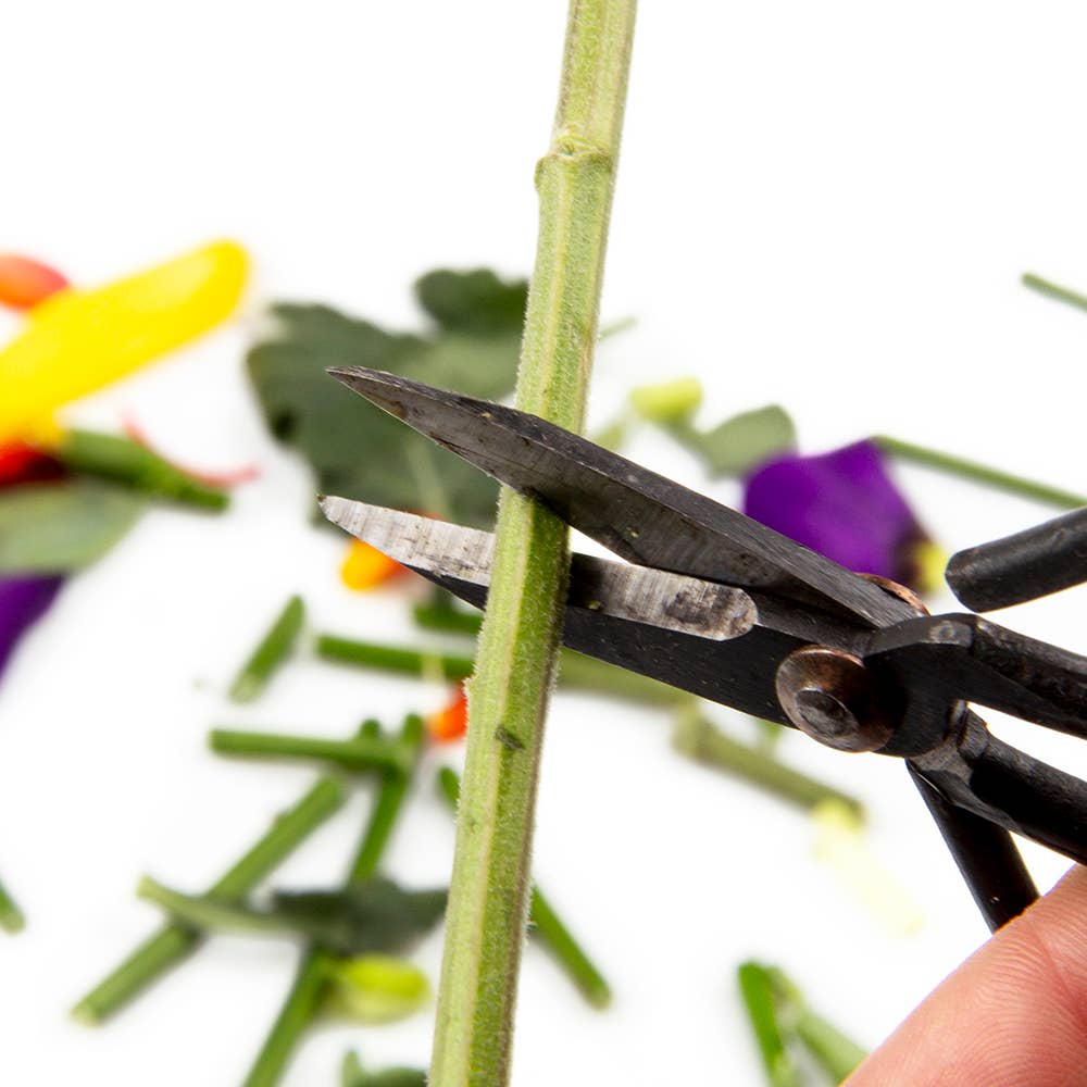 Plant Pruning Scissors - Edward Ikebana Garden Shears