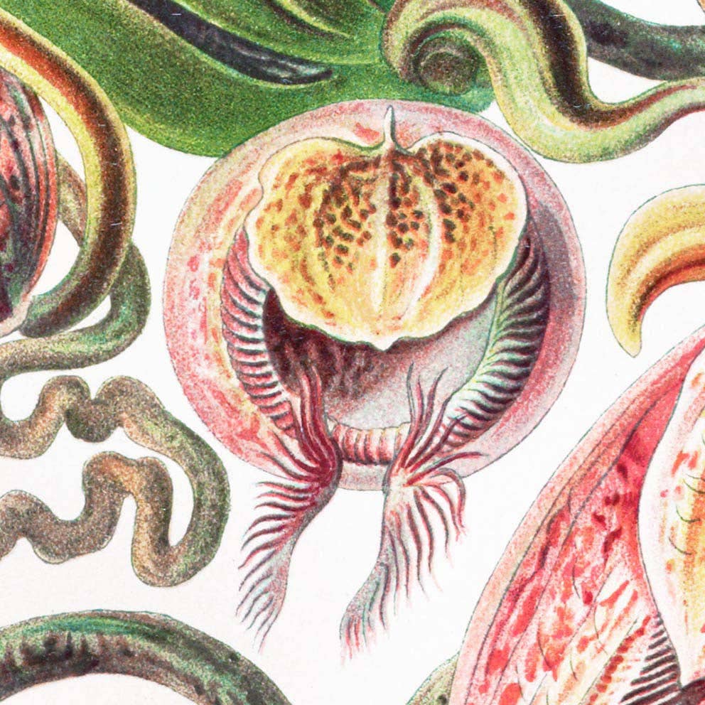 Nepenthaceae by Ernst Haeckel: 8x10 Inches