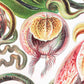 Nepenthaceae by Ernst Haeckel: 8x10 Inches