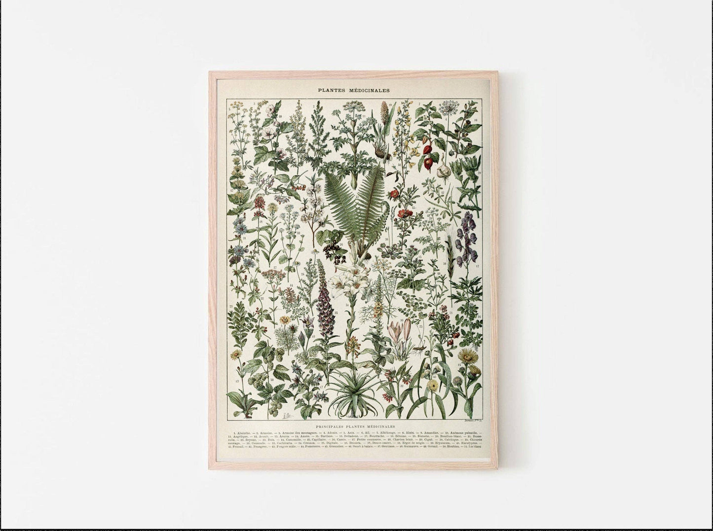 Medicinal Plants Illustration Art Print by Adolphe Millot: 12x16 Inches
