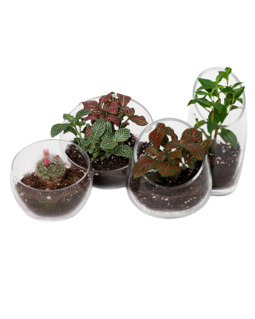 Clear Glass Terrarium Bowl For Succulents And Cactus: Large
