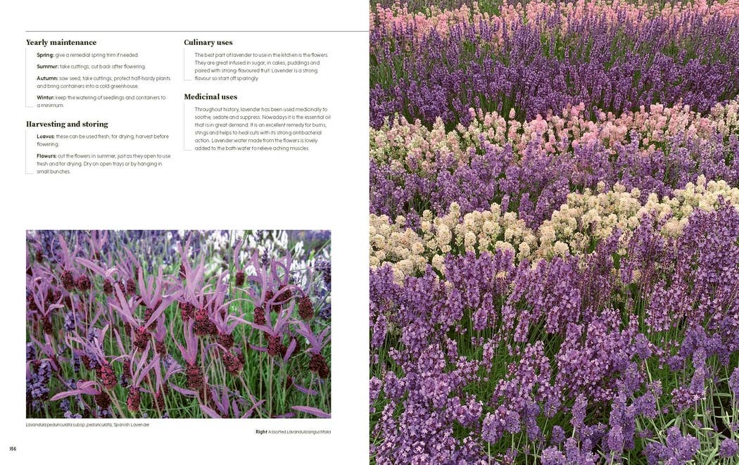 100 Herbs to Grow