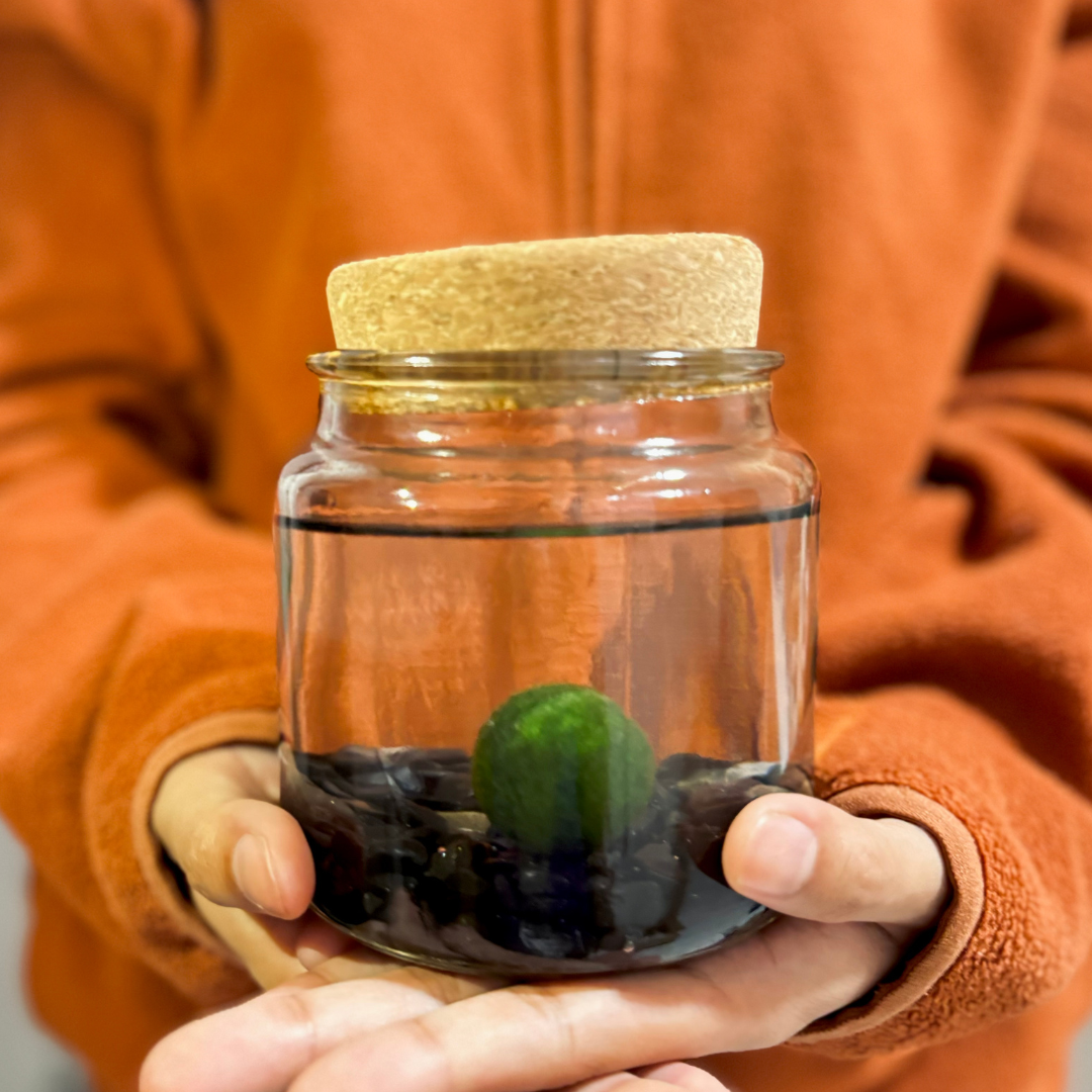 Large Marimo Marimo Moss Ball Terrarium with Obsidian Stones