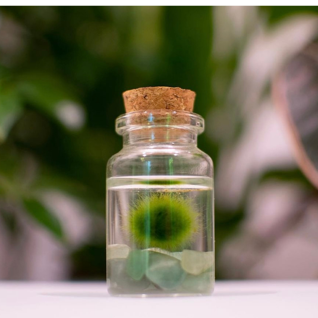 Tiny Marimo Moss Ball Terrarium with Aventurine Gemstones: Single
