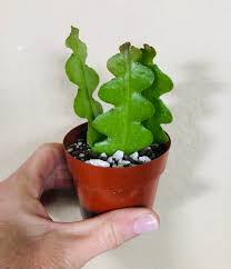 Ric Rac Epiphyllum
