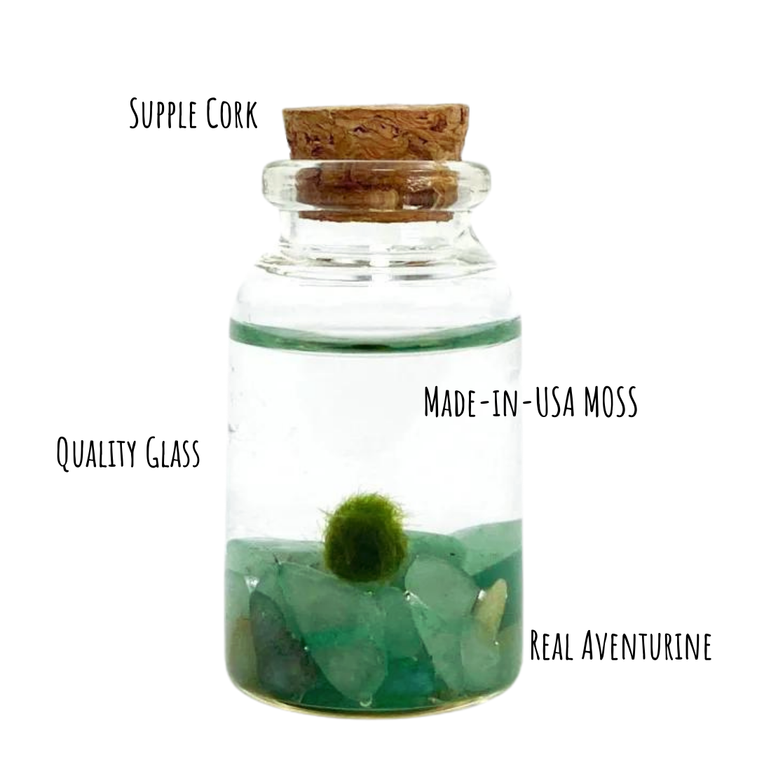 Tiny Marimo Moss Ball Terrarium with Aventurine Gemstones: Single