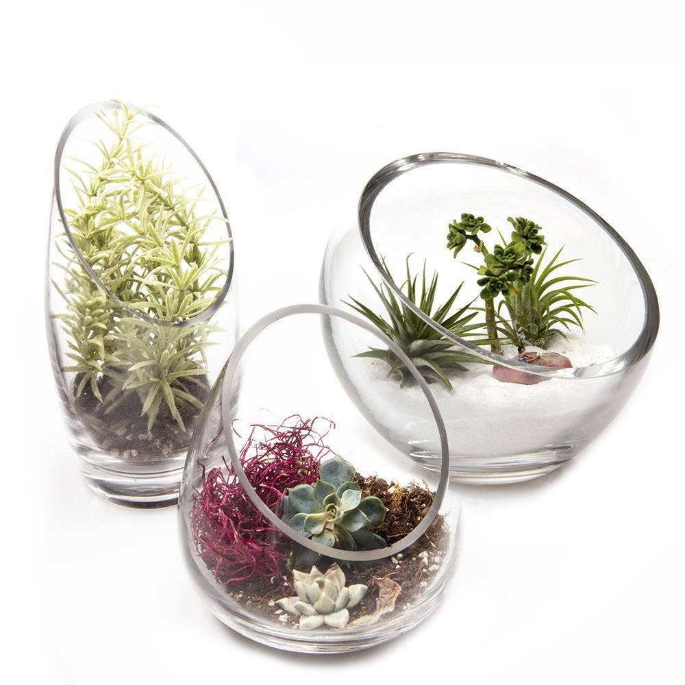Clear Glass Terrarium Bowl For Succulents And Cactus: Large