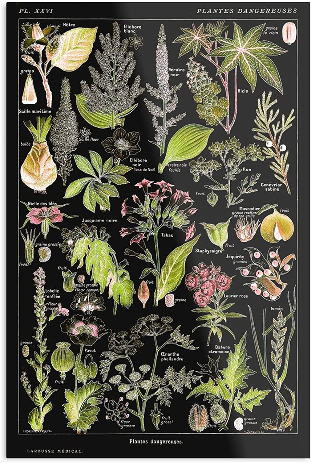 Dangerous Plants A (Plantes Dangereuses A) by Adolphe Millot: 11x17 Inches