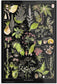 Dangerous Plants A (Plantes Dangereuses A) by Adolphe Millot: 11x17 Inches