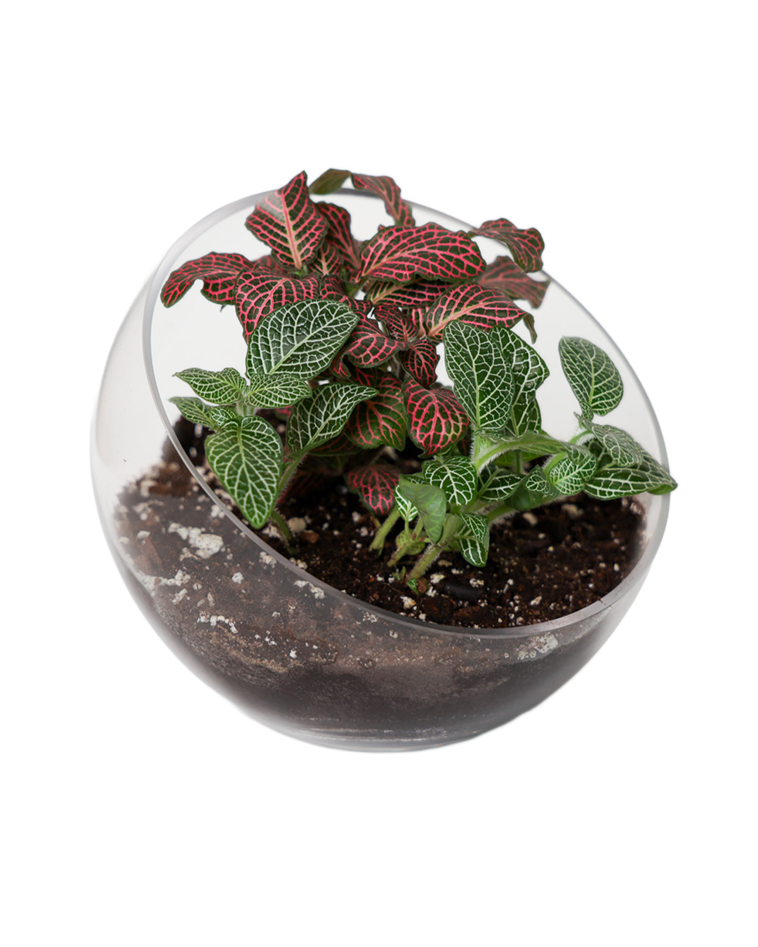 Clear Glass Terrarium Bowl For Succulents And Cactus: Large