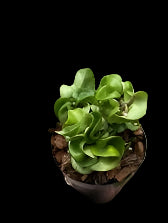 2" Hoya Hindu Rope