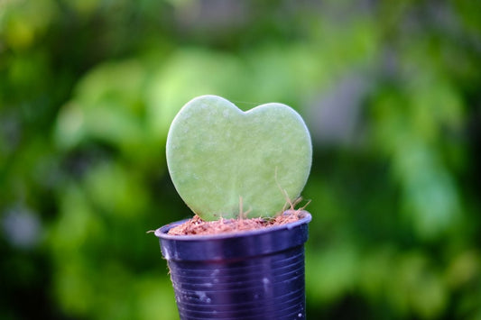 2" Hoya Kerii Heart
