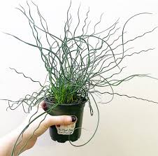 2" Juncus