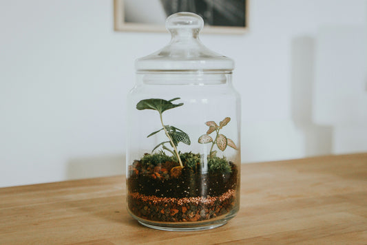 Medium Closed Terrarium