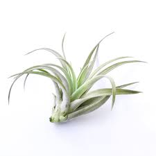 Large Airplant