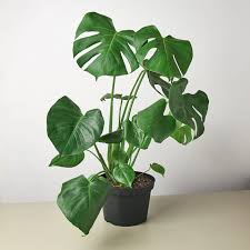 6" Monstera Split Leaf premium