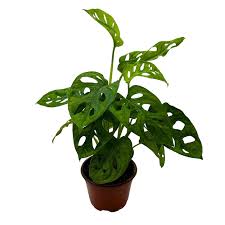 4" Philodendron Swiss Cheese