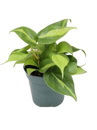 4" Philodendron Brasil