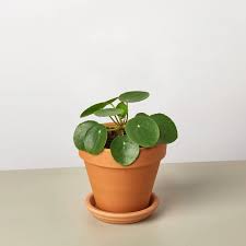 2" Pilea Pepermoid