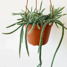 6" Cactus Rat Tail HB