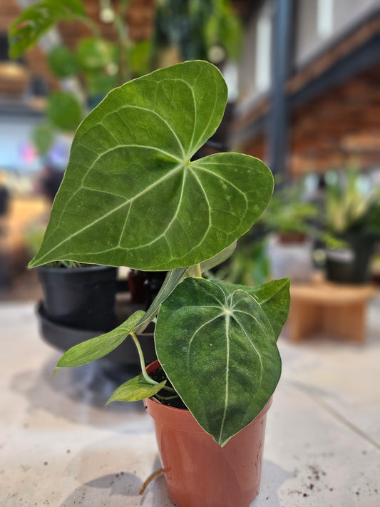 Philodendron Gloriosum