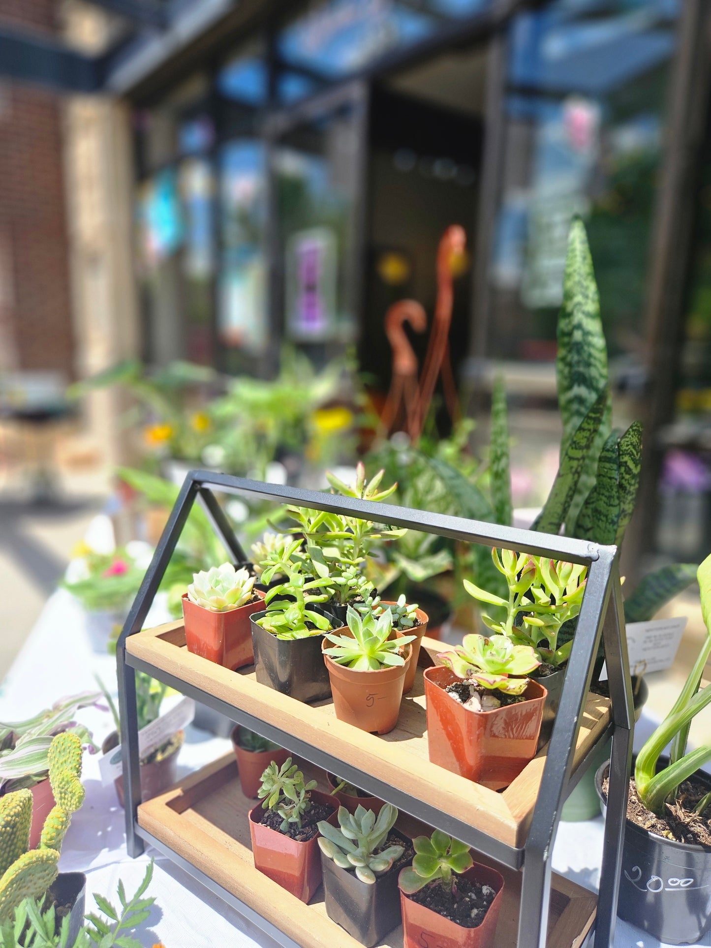 Open Terrarium Make and Take