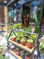 Open Terrarium Make and Take