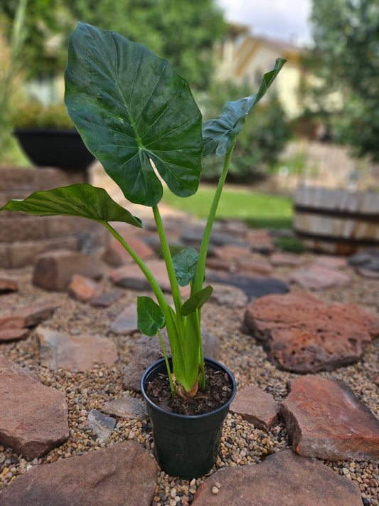 6" Alocasia