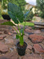 6" Alocasia