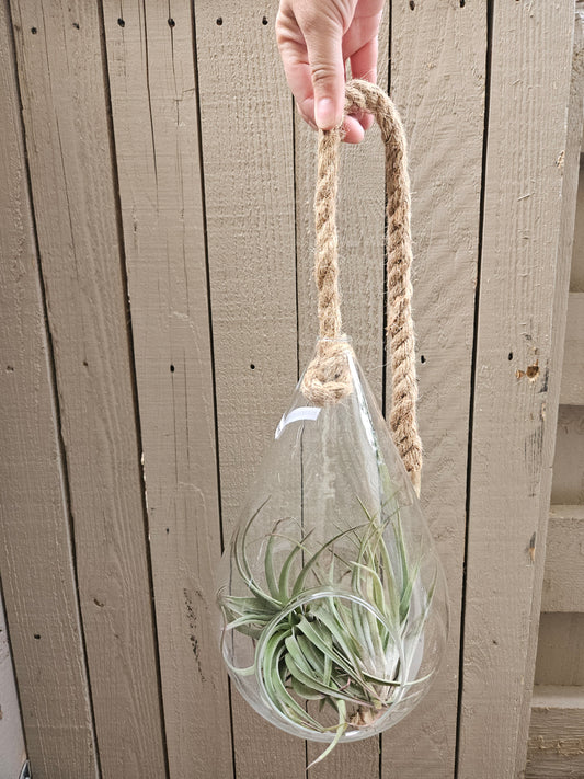 Open Airplant Pear Terrarium