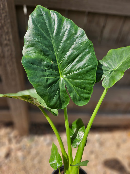 6" Alocasia