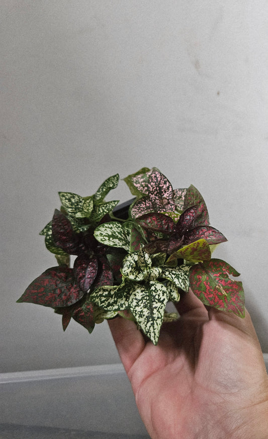 Polka Dot Plant