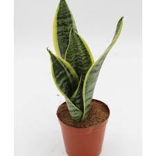 4" Sansevieria, Snake Plant