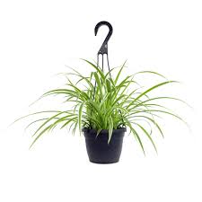 6" Hanging Spider Plant
