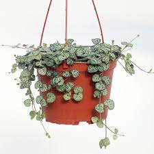 6" String of Hearts HB