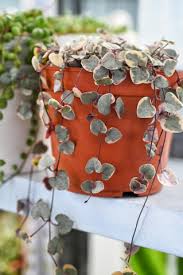 6" String of Hearts HB Variegated