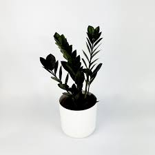 4" Zami Zami Black